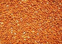 2012 yellow panicum millet/non-glutinous or glutinous millet/yellow millet with high quality