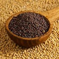 Black and Yellow Mustard Seeds Available