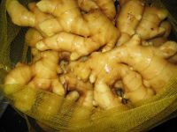 Grade A high quality fresh ginger/ air dried ginger export /air dried ginger whole