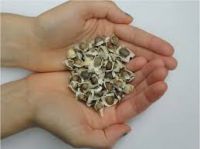 High quality moringa oleifera seed /Moringa Seeds For Cultivation