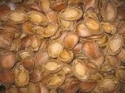 Organic raw hazelnut without shell