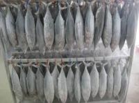 frozen bonito tuna fish from China 200/300g 300/500g 500/750g 4KGS UP