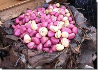 KOLA NUTS