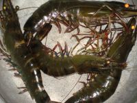 Frozen Fresh Shrimp/Seafood/Black Tiger Prawn