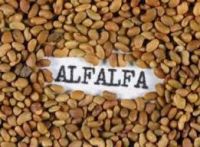 Alfalfa lucerne seeds/alfalfa seeds