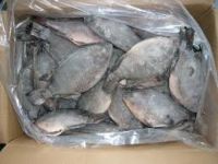 Sea Foods And Frozen Foods Fish Frozen Tilapia