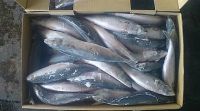 Pacific Mackerel Frozen Mackerel Fish