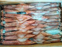 Whole round frozen BQF squid