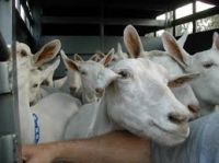 Saanen Goats for sale (high quality milk production)