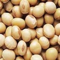 Purely natural NON-GMO / Organic Soybean / Soya bean