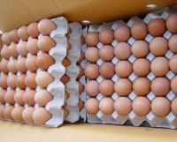 Fresh Table Chicken Eggs ( Brown and White)