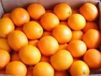 Fresh Navel oranges/Fresh Lemons/Fresh Mandarins/Fresh valencia oranges/Fresh Lime