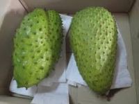 FRESH SOURSOP/ GRAVIOLA - WHOLE YEAR SUPPLY