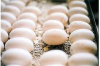 Fertile Crockodile and Alligator eggs for sale