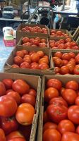 Natural Organic Fresh Tomatoes High Quality Red Tomato Tomato Paste