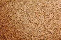 Soft Milling Wheat For Sale