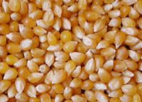 Non GMO Yellow maize/corn / Dry Yellow Maize