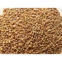 High Quality Alfalfa Seeds / Alfalfa Grass Seeds / Forage Seeds