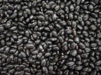 New Crop Black Kidney Bean