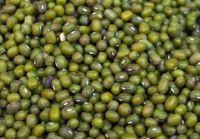 good quality hot sale green mung bean