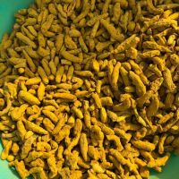 High Quality Indian Turmeric Fingers