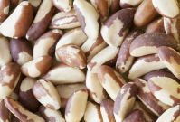 Cashew Nuts