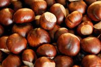 Chestnuts