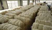 Quality Sisal fiber/ sisal yarn