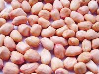 Peanuts/Groundnut Grade A  - Peanut kernels