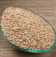 Quality Canary Seeds for sale in Bulk