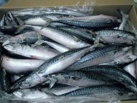 Good Price Horse Mackerel / Fresh Frozen Mackerel fish 400-600g