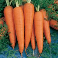 Cheap Fresh Carrots