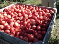 Grade A Fresh Apples for sale