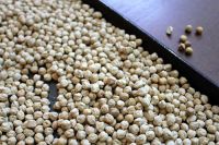 Quality Chickpeas ( 9mm - 12mm)