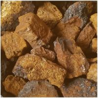 Sell Chaga