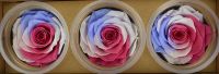 Fragrance 7/8cm rose Bud Size Enternal Rose