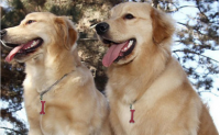 Bone shape Zinc Alloy dog tag with pattern dog accessory