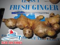 Vietnam Fresh Young Ginger