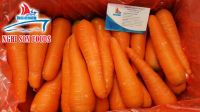 Vietnam Fresh Carrot