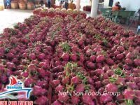 Red Dragon Fruit From Viet nam