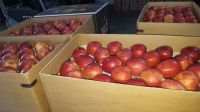 ROYAL GALA APPLES FROM POLAND, EUROPE