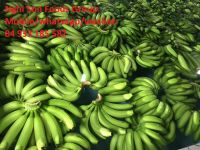 Fresh Cavendish Bananas for sale