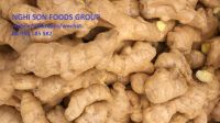 Fresh Ginger on season for best price