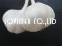 Offer Fresh White Garlic from Viet Nam