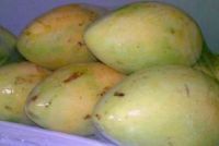 Fresh Mangos