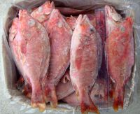 Frozen Red Snapper Whole Round