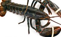 premium grade ALive lobster  for sale