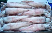 superior frozen fresh squid tube