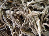 Dried Sea Horse  for sale best price