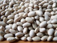 2016 white kidney beans / butter bean / white bean